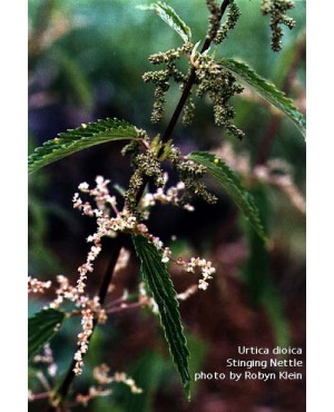 Urtica dioica